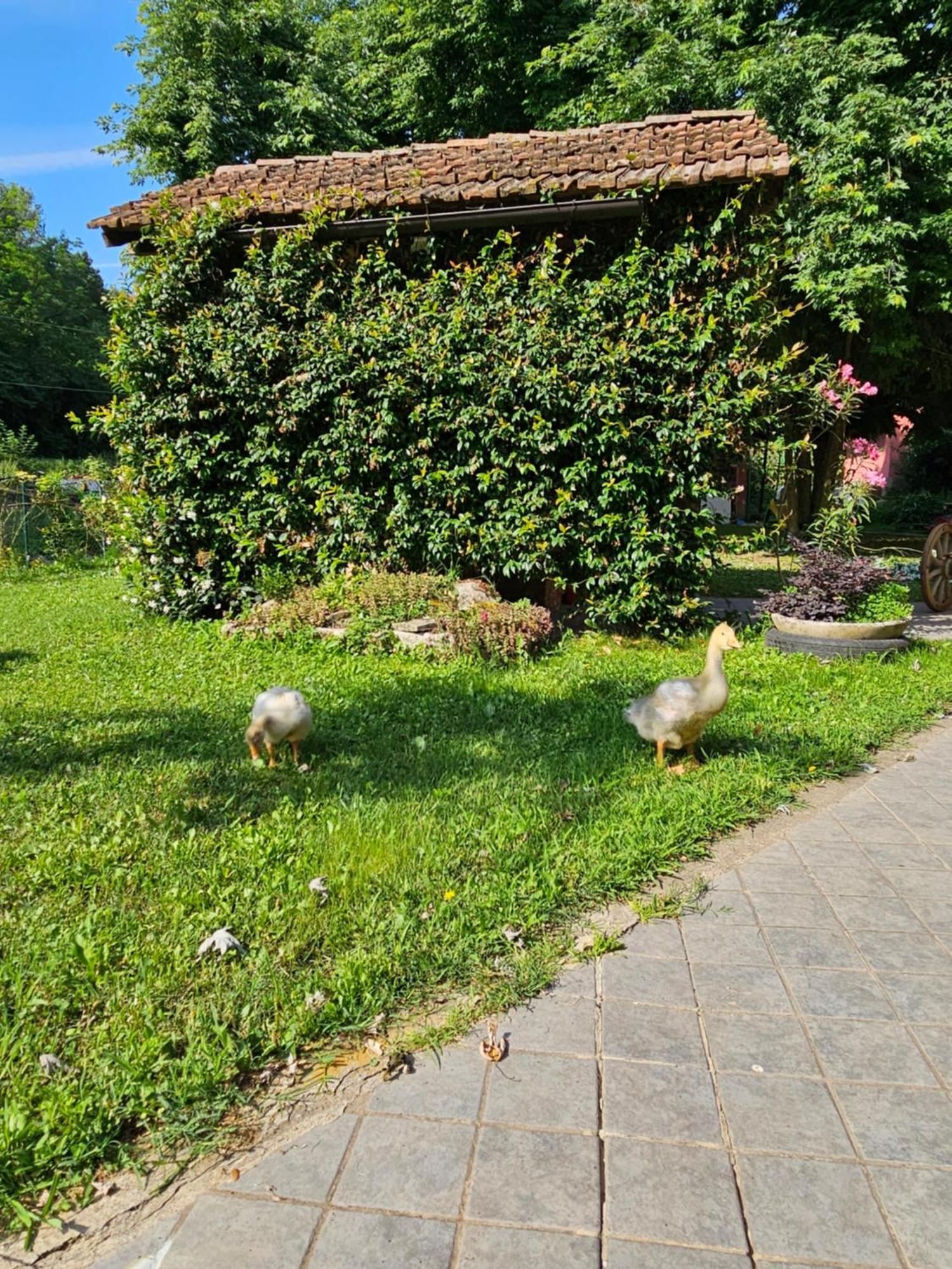 Agriturismo La.Ti.Mi.Da. Villa Cassine Esterno foto