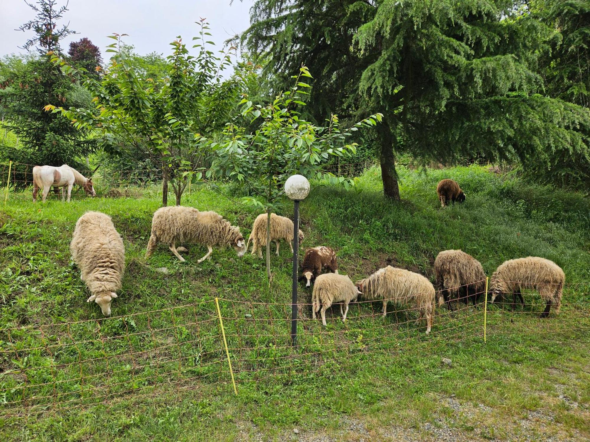 Agriturismo La.Ti.Mi.Da. Villa Cassine Esterno foto